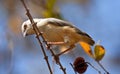 Longbilled crombec in a tree