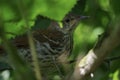 Longbilled thrasher in hiding