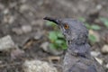 Longbilled thrasher