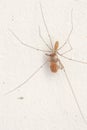 Longbodied cellar spider, daddy long legs,  Pholcus phalangioides , Malta, Mediterranean Royalty Free Stock Photo