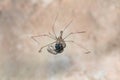 Longbodied cellar spider, daddy long-legs spider,Pholcus phalangioides , Malta, Mediterranean Royalty Free Stock Photo