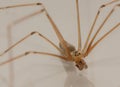 Longbodied Cellar Spider macro