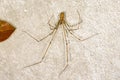 Longbodied Cellar Spider - Pholcus phalangioides Royalty Free Stock Photo