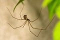 Longbodied Cellar Spider - Pholcus phalangioides Royalty Free Stock Photo