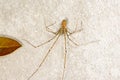 Longbodied Cellar Spider - Pholcus phalangioides Royalty Free Stock Photo