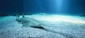 Longcomb sawfish