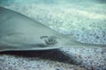 Longcomb sawfish