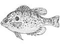 Longear sunfish or Lepomis megalotis Freshwater Fish Cartoon Drawing