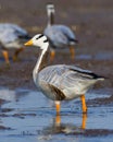 These longest migrating bird crosses Himalayas upto -40Â°c . . In Frame : Bar headed goose ???? Shot on Nikon d7500 with 200-500 m