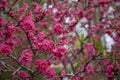 Longevity peach blossoms bloom in the park in spring