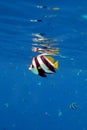 Longfin Bannerfish