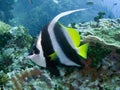 Longfin Bannerfish - Heniouchus acu Royalty Free Stock Photo