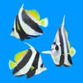 longfin bannerfish isolated on blue