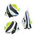 longfin bannerfish isolated on white