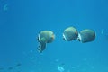 Longfin Bannerfish, Maldives Royalty Free Stock Photo