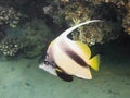 Longfin bannerfish of red sea Royalty Free Stock Photo