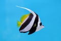 Longfin bannerfish Royalty Free Stock Photo