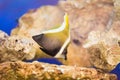Longfin bannerfish in the tropical waters Royalty Free Stock Photo