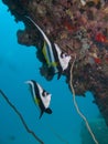 Longfin bannerfish under rock