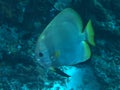 Longfin batfish