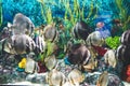 Longfin batfish fishes swimmin around the ocean aquarium tank in Phu Quoc , Vietnam