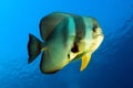 Longfin Batfish