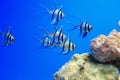 Longfin cardinalfish