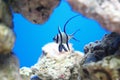 Longfin cardinalfish