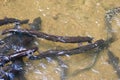 Longfin Eels Royalty Free Stock Photo