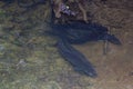 Longfin Eels in fresh water