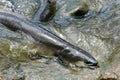 Longfin Eels Gold Coast Queensland Australia Royalty Free Stock Photo