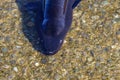 A longfinn eel in the shallows, you can see its nasal tubes which helps give it an amazing sense of smell