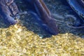 A long fin eel is just breaking the surface