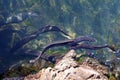 Longfin Eels