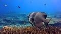 Longfin Spadefish