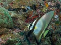 Longfin spadefish Menjangan Island 02 Royalty Free Stock Photo