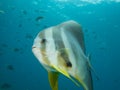 Longfin spadefish Royalty Free Stock Photo