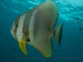 Longfin spadefish