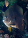 Longfin spadefish Royalty Free Stock Photo