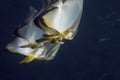Longfin spadefish (platax teira) Royalty Free Stock Photo