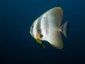 Longfin Spadefish Royalty Free Stock Photo
