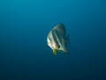 Longfin Spadefish Royalty Free Stock Photo
