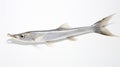 Silver Garfish Resting On White Background In Ogham Script Style