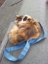 Longhair Calico Cat Sat on Bag Royalty Free Stock Photo