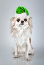 Longhair chihuahua in Christmas Santa hat. Small dog sitting, l Royalty Free Stock Photo