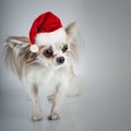 Longhair chihuahua in Christmas Santa hat. Small dog sitting Royalty Free Stock Photo