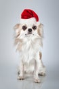 Longhair chihuahua in Christmas Santa hat. Small dog sitting Royalty Free Stock Photo