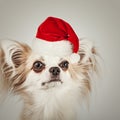 Longhair chihuahua in Christmas Santa hat. Small dog sitting Royalty Free Stock Photo