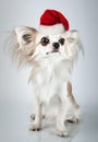 Longhair chihuahua in Christmas Santa hat. Small dog sitting Royalty Free Stock Photo