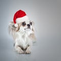 Longhair chihuahua in Christmas Santa hat. Small dog sitting Royalty Free Stock Photo